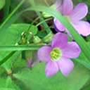 oxalis