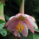 passiflore