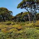 paysage-vegetal