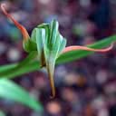 pterostylis