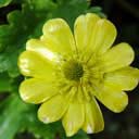 ranunculus-in