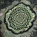 rhizocarpon-geo