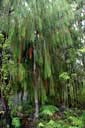 rimu
