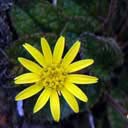 senecio-belli