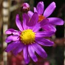senecio-elegans