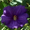 solanum