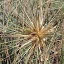 spinifex-hirsut