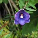 thelymitra-nerv