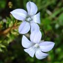 wahlenbergia-albo