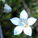 wahlenbergia-pygm
