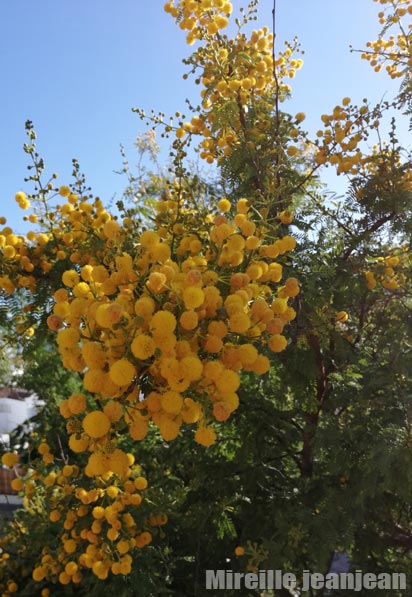 acacia-karroo1