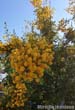 acacia-karroo1
