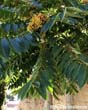 ailanthus1