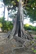arbre1