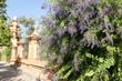 duranta1