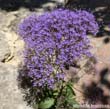 fleurviolet1gr