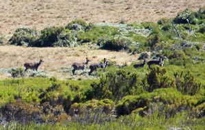 nyala