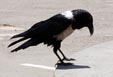 corbeau-pie.jpg