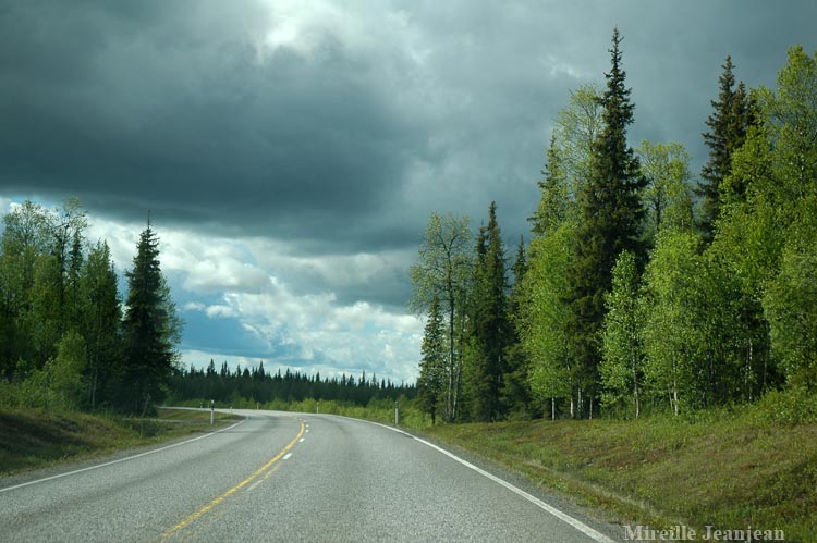 route-arbres