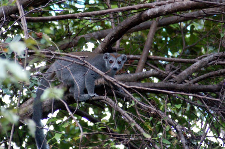 lemur-1