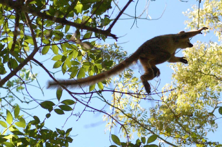 lemur-2