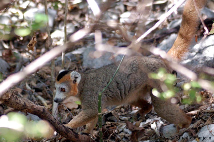 lemur-6