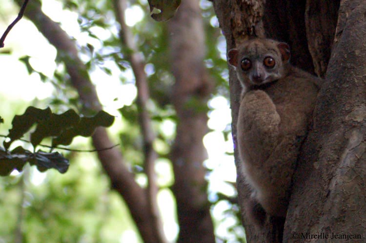 lemur-7