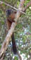 lemur-5