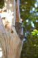 lemurs-3b