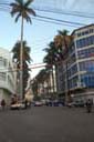 allee-palm