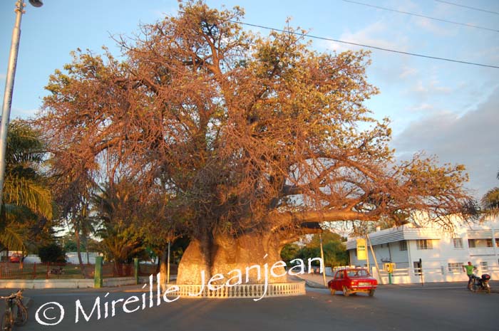 majbaobab