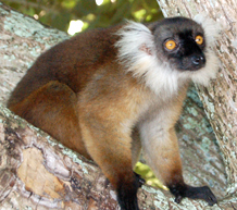 Eulemur macaco macaco