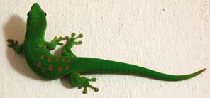 Phelsuma madagascariesis