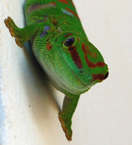 Phelsuma madagascariesis