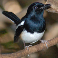 Shama de Madagascar