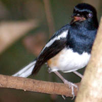 Copsychus albospecularis
