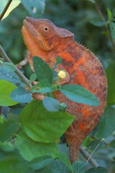 caméléon