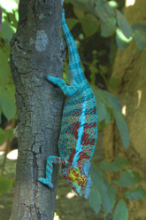 caméléon