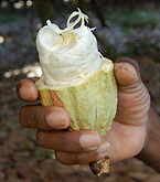 cabosse