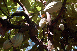 plantation Ambanja