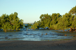 Avicennia marina