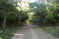 plantation Ambanja
