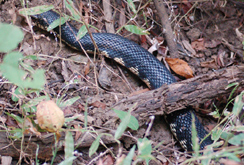 Leioheterodon