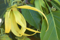 Cananga odorata