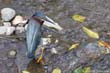 heron-vert1