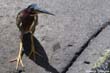 heron-vert2