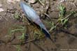 heron-vert3