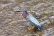 heron-vert4