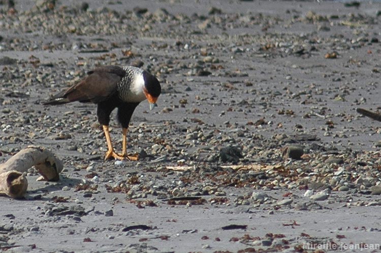 caracara1