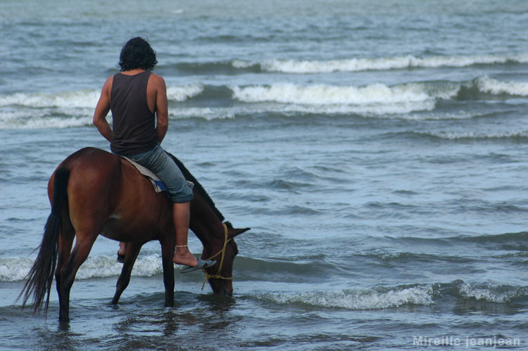 cheval1